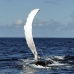 whale_humpback_v_00715_dom2788.jpg